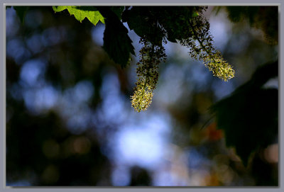 The morning sunlight...