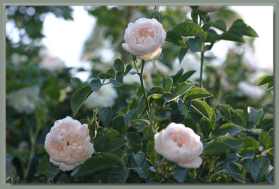 Maxima - old alba rose