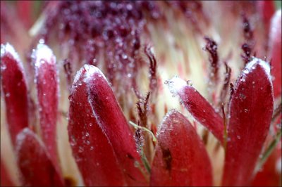 Raindrops on a Protea