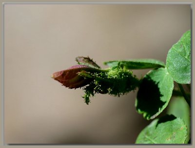 Mossy bud on Mousseline