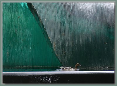 Duck  & glass fountain