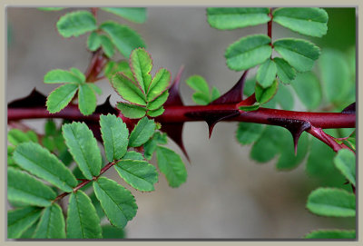Thorny species rose