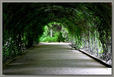 Wisteria tunnel