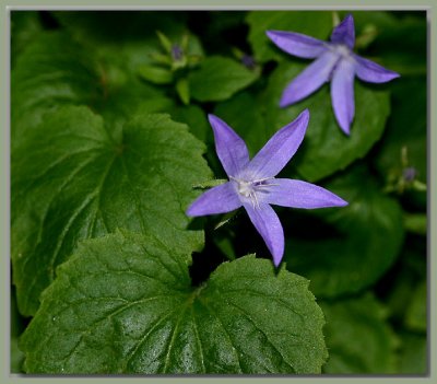 Campanula