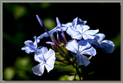 Plumbago in the sunshine