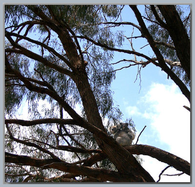 Mother and baby koala