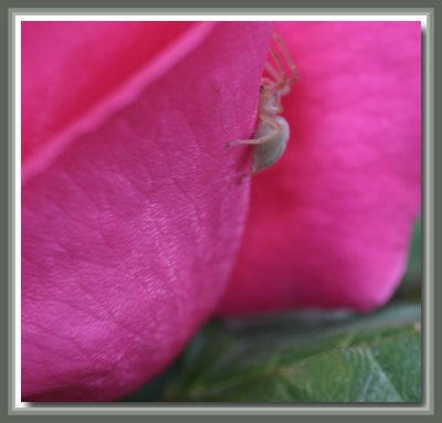 The shy garden spider...