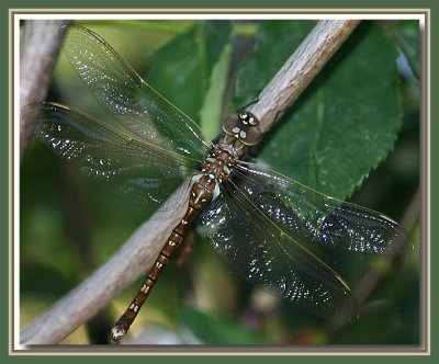 A visitor  on a rose bush...