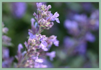 Nepeta Walkers Blue