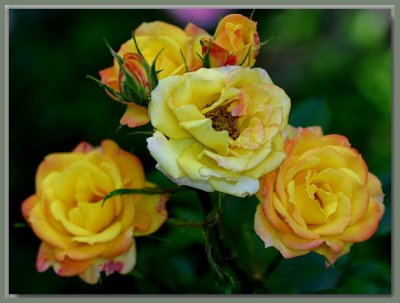 Sunblaze series miniature rose