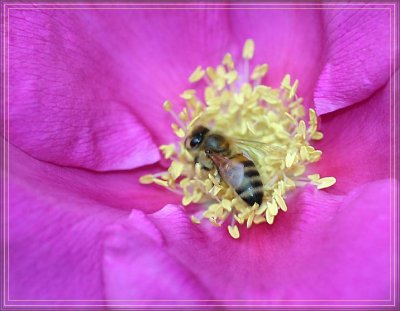 Bee on a rugosa