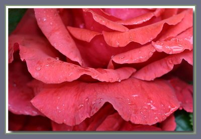 Raindrops on Roses....