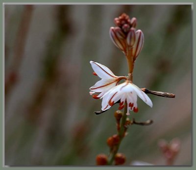 Flowering weed - Stansbury