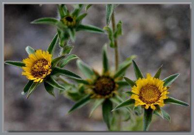 Yellow flowering weed Stansbury