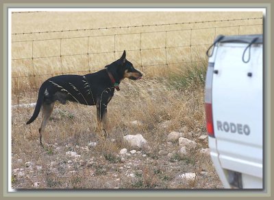 Three-legged droving dog
