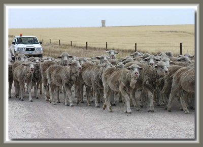 Moving the sheep near Marion Bay