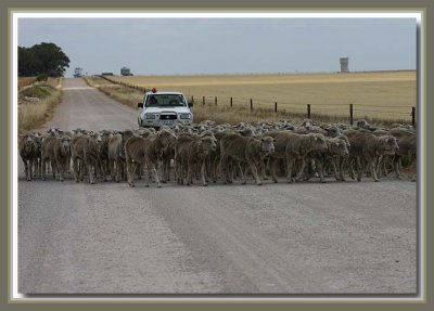 Moving the sheep near Marion Bay