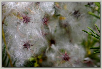 Seed heads on a native bush near Stenhouse Bay