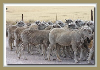 Sheep on the road....