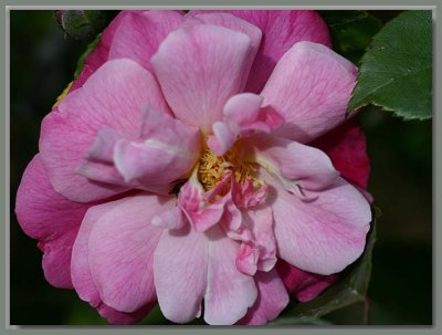 Old Blush - very old rose