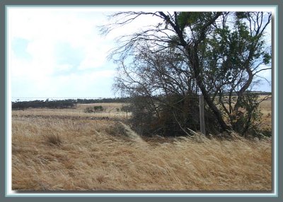 Back road near Curramulka