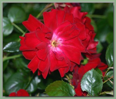 Mainaufeuer aka Red Ribbons