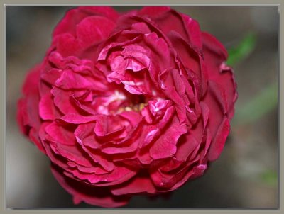 Semperflorens aka Slater's Crimson China