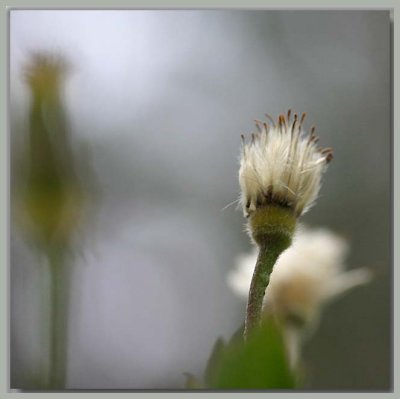 Clematis montana sericea syn  C. spooneri