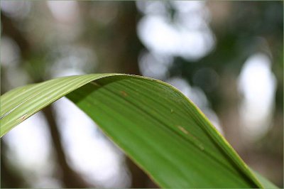 Frond of a Gymea Lily