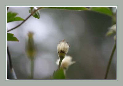 Seedhead of the Clematis montana sericea