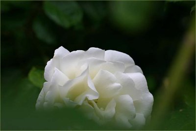 Hiding amongst the roses...