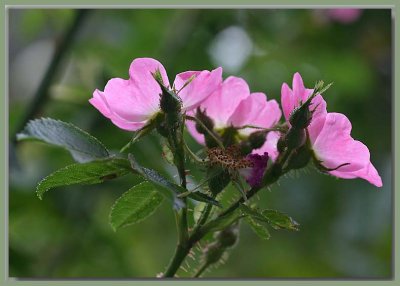 Eglanteria - Sweet Eglantine