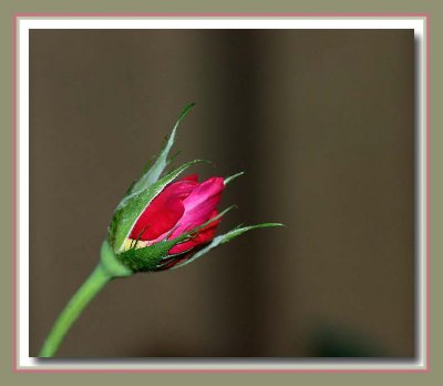 Rosebud