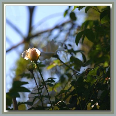 Marie-Luis in the morning sunshine