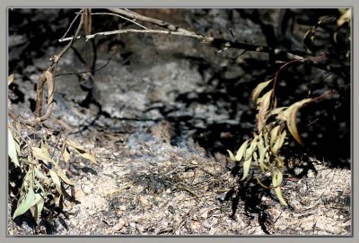 Bushfire remnants...