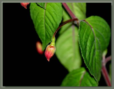 Droopy fuchsia in 42C heat...