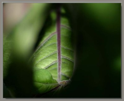 Fuchsia leaves drooping