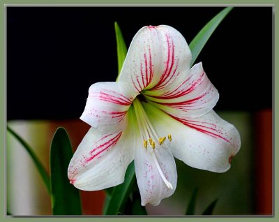 Hippeastrum