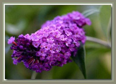 Buddleja