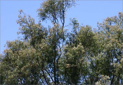 Blue skies...melaleuca linariifolia 