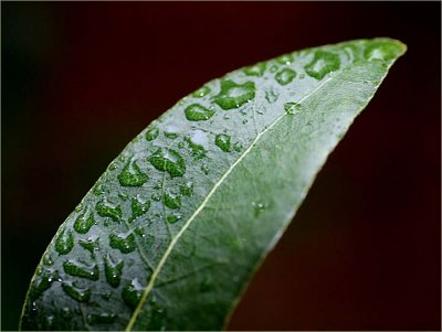 Raindrops on a bay leaf...