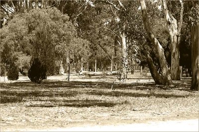 The Adelaide Parklands