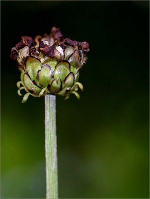 The spent flower of an Arctotis
