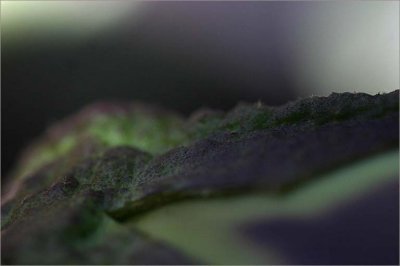 g6/49/99249/3/73093707.NffDx4ZN.jpg