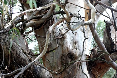 Eucalyptus leucoxylon - ancient