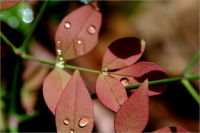 Raindrops on Nandina Leaves