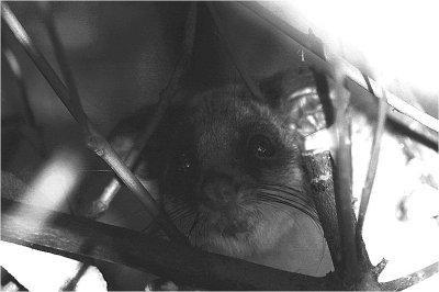 Ring-tailed possum in a birds nest