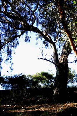 Eucalyptus leucoxylon by our front gate
