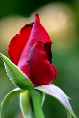 Red rosebud for St. Valentine's Day
