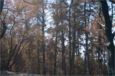 Burnt forest of pines